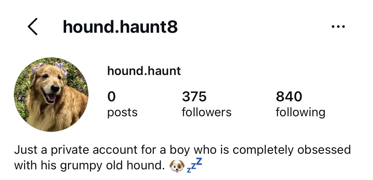 Instagram fan page example hound.haunt8 with a dog theme